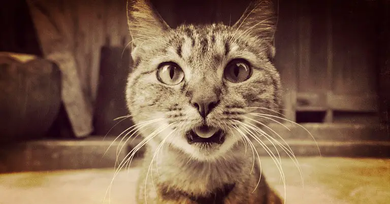 Paveiksliukas su juokinga nustebusio katino veido išraiška